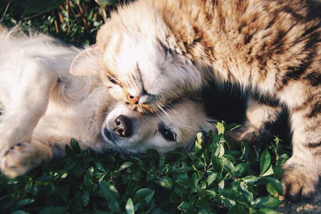 Jornada de esterilización de mascotas gratuita: lleva a tu gato o perro
