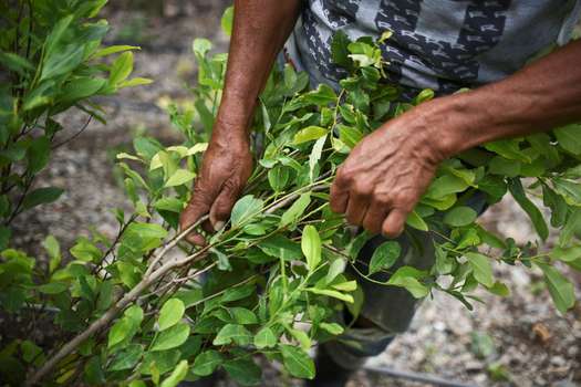 Según cifras de EE. UU., en 2017 registraron 209.000 hectáreas cultivadas con coca en el país. / AFP