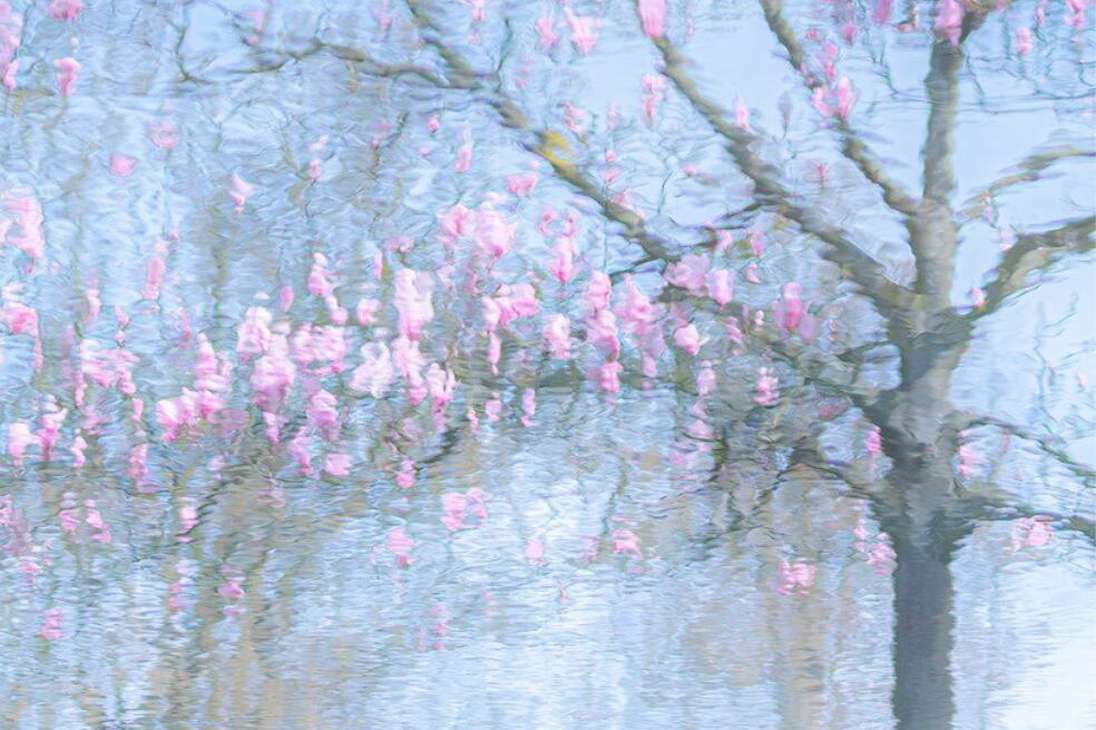 Categoría Plantas: Reflexión
Ria Bloemendaal tomó la foto de un magnolio reflejado en el agua en el jardín botánico de Trompenburg, en Róterdam.