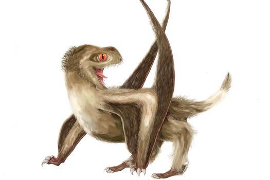 Si los pterosaurios realmente llevaban plumas, significa que estas estructuras surgieron en las profundidades del árbol evolutivo. / RECONSTRUCTION BY YUAN ZHANG