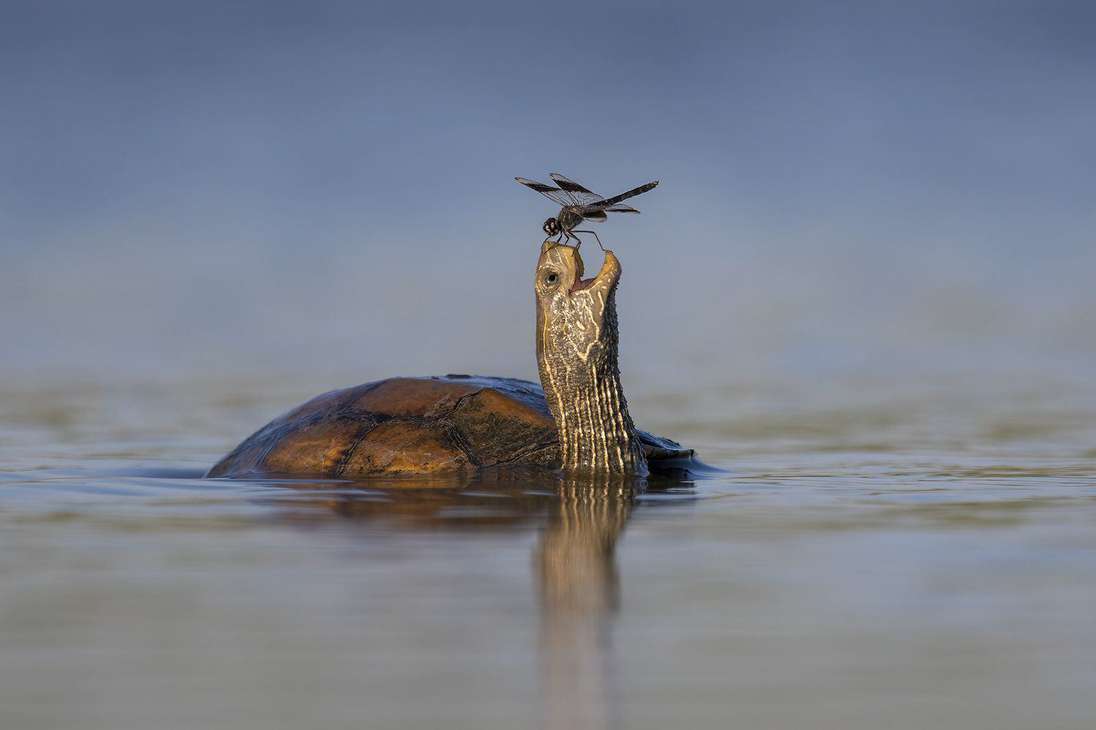 "La tortuga feliz". La tortuga de pantano se sorprende y sonríe a la libélula que descansa sobre su nariz.