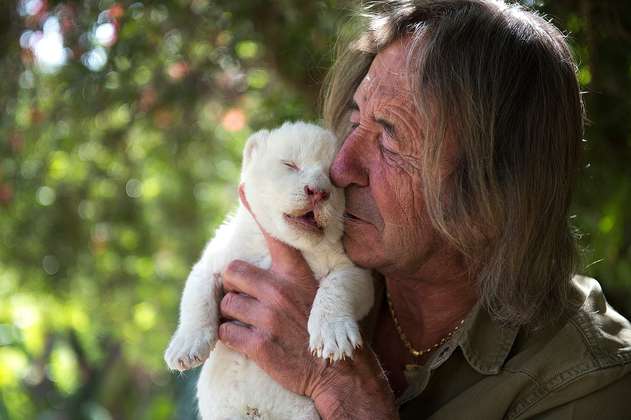 La conmovedora historia de Whithe King, el cachorro de león blanco que fue rechazado por su madre 