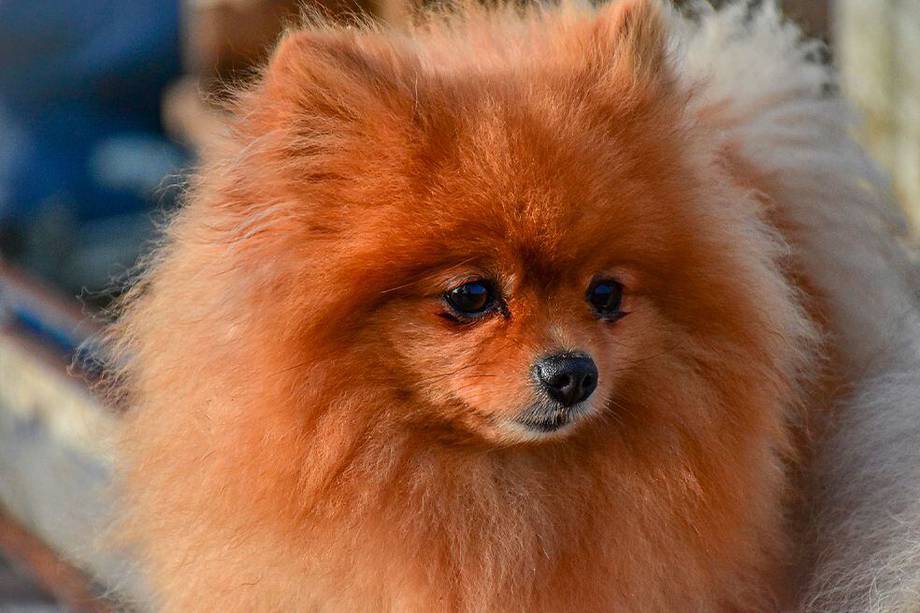 Pomerania: características y cuidados de esta raza de perros