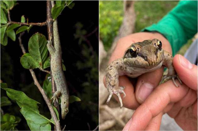 Científicos identifican tres especies de lagartos sobrevivientes al huracán Iota