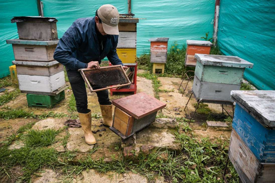 Cobá, el hogar de las abejas