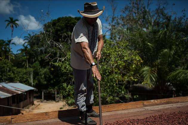 Cultivadores de coca temen que programas de erradicación les lleven el coronavirus