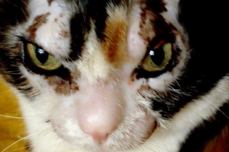 Ella es Charlotte, una gata que sobrevivió a un incendio en Nueva York.