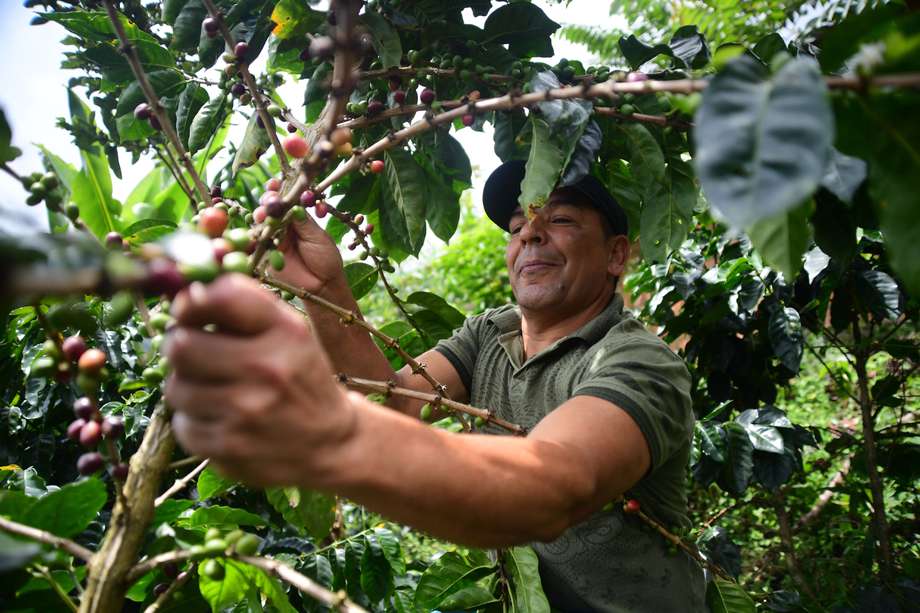 El PIB agropecuario fue del 2,4 % para 2021. Imagen de referencia.