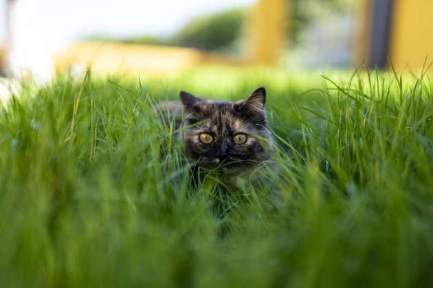 ¿Cuáles son las razas de gatos que viven más tiempo? 