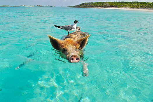 Big Major Cay, más conocido como Pig Beach, es una pequeña isla de las Bahamas hogar de los “cerdos nadadores”.