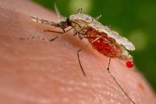 Mosquito "anopheles", culpable de la transmisión de la malaria.  / Wikimedia - Creative Commons -  Centers for Disease Control and Prevention's Public Health