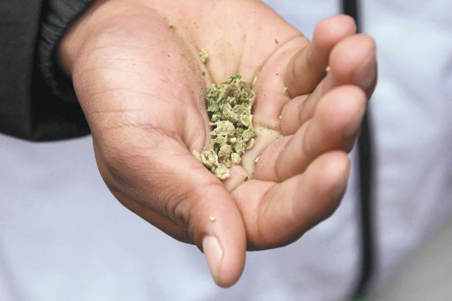 15 y 20 por ciento de THC, los niveles más potentes encontrados en muestras de marihuana incautadas en Medellín, Cali y Bogotá./Gustavo Torrijos