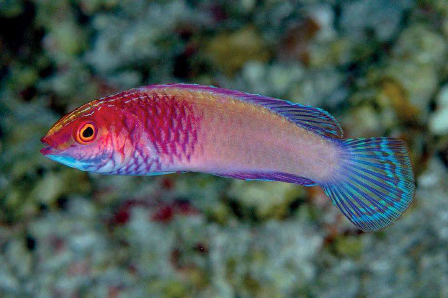 El pez hada de velo fue llamado así en honor al pez de colores y a la flor nacional de Maldivas, la rosa rosada.