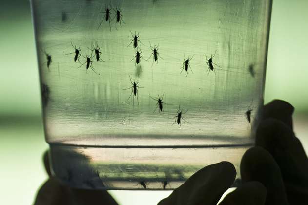 EE.UU. liberó 5 millones de mosquitos modificados genéticamente. ¿De qué ha servido?