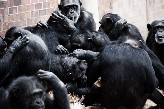 Se analizaron 1.242 interacciones en grupos de bonobos y chimpancés en zoológicos.