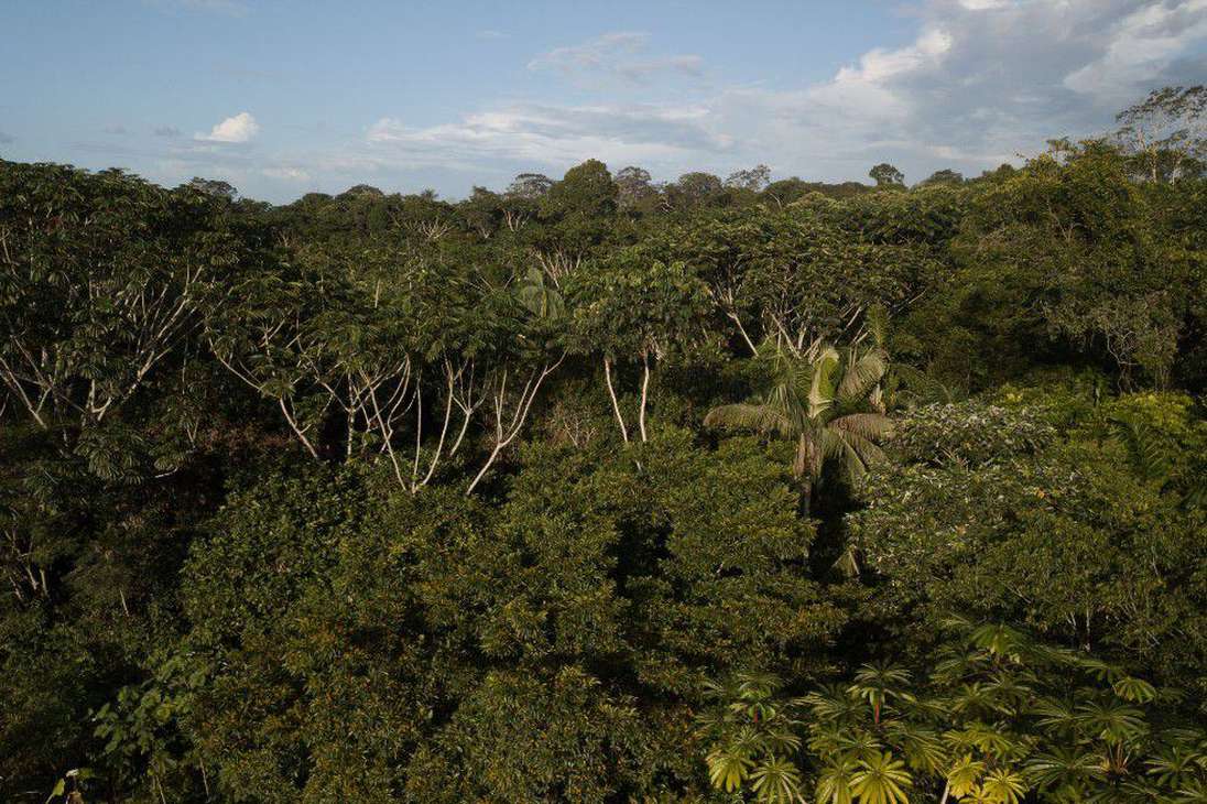En los últimos 50 años, la selva amazónica ha perdido 17% de su cobertura forestal debido a la explotación maderera, la expansión agrícola, la explotación petrolera y la ganadería.