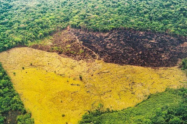 ¿Por qué no han mostrado resultados las políticas de deforestación en Colombia?