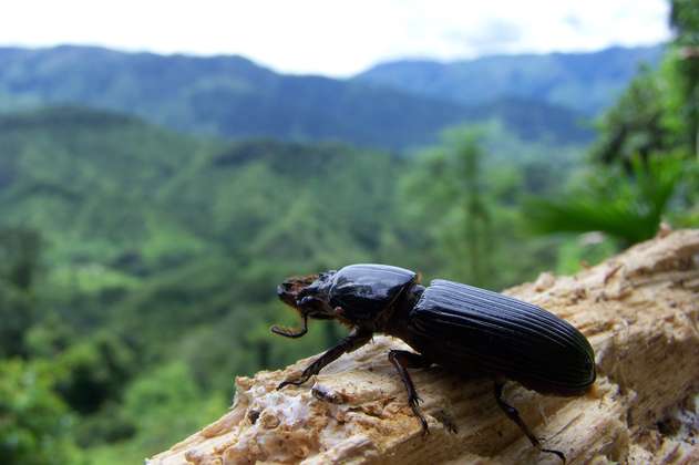 El escarabajo descubierto en la Sierra Nevada que rinde tributo a García Márquez