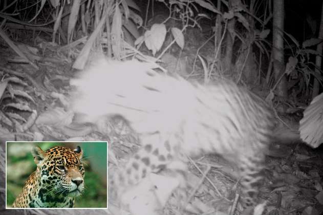Por primera vez, cámaras registran a jaguar en Cundinamarca