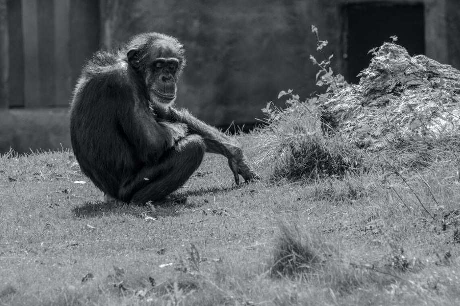 Los chimpancés se suelen distanciar de los individuos enfermos.