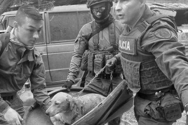 Un perro murió y tres más resultaron heridos tras atentado con carro bomba en Cauca