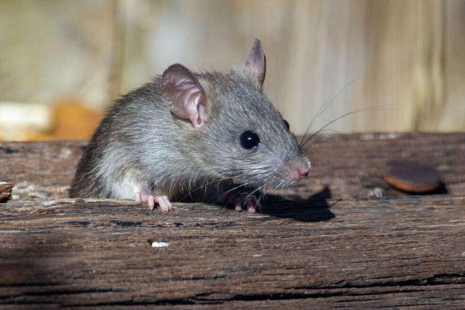 (Imagen de referencia) Estudio indica que ratones podrián tener la capacidad para imaginar. 