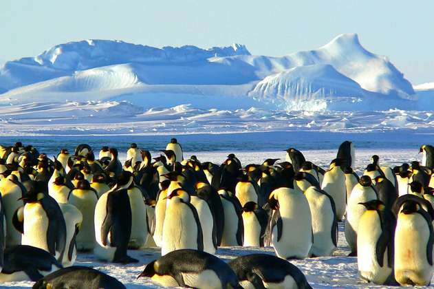 Por primera vez, encuentran restos de microplásticos en pingüinos de la Antártida