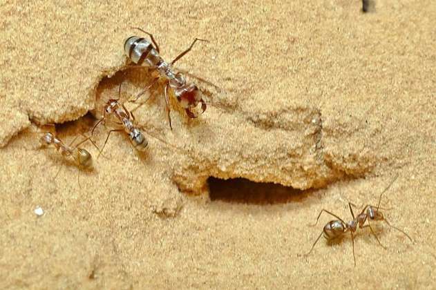 Científicos registran a la hormiga más veloz del mundo: recorre casi un metro por segundo