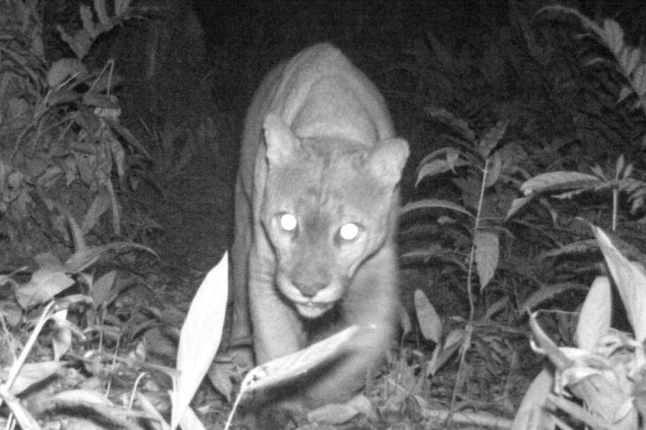 Un puma registrado en las cámaras trampa puestas por las comunidades.