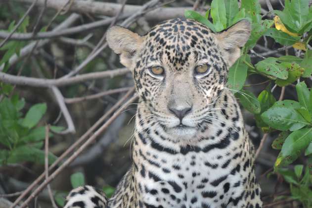 La conservación del jaguar: una especie de amores y odios 