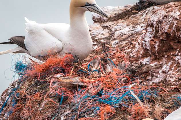La gran mayoría de las aves marinas tienen plástico en sus intestinos