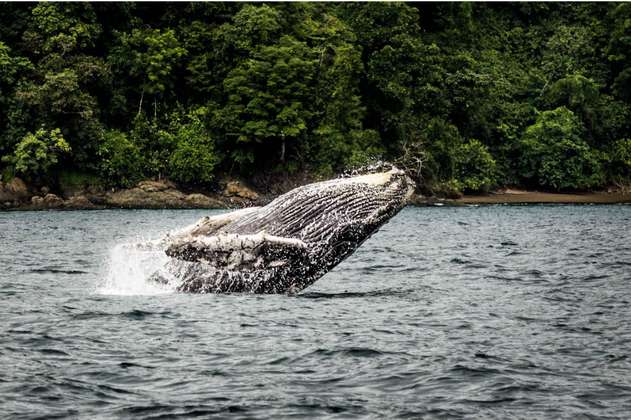 Una exposición para vivir en realidad virtual el canto de las ballenas jorobadas