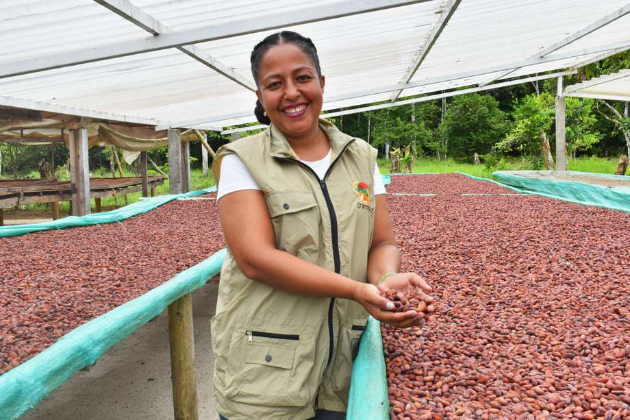 En 3 mil pesos aumentarán los ingresos de 200 productores asociados a Cortepaz, por cada kilo de cacao comercializado.