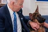 Posible fórmula vicepresidencial de Trump sugiere que perro de Biden sea sacrificado