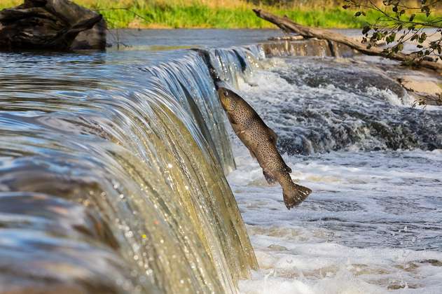 Los peces migratorios de agua dulce están desapareciendo