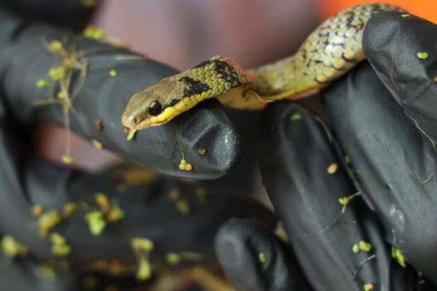 Rescatan a serpiente en obras del Metro: ¿Qué hacer si encuentra fauna silvestre?