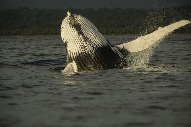 Cuando en Nuquí los pescadores les temían a las ballenas