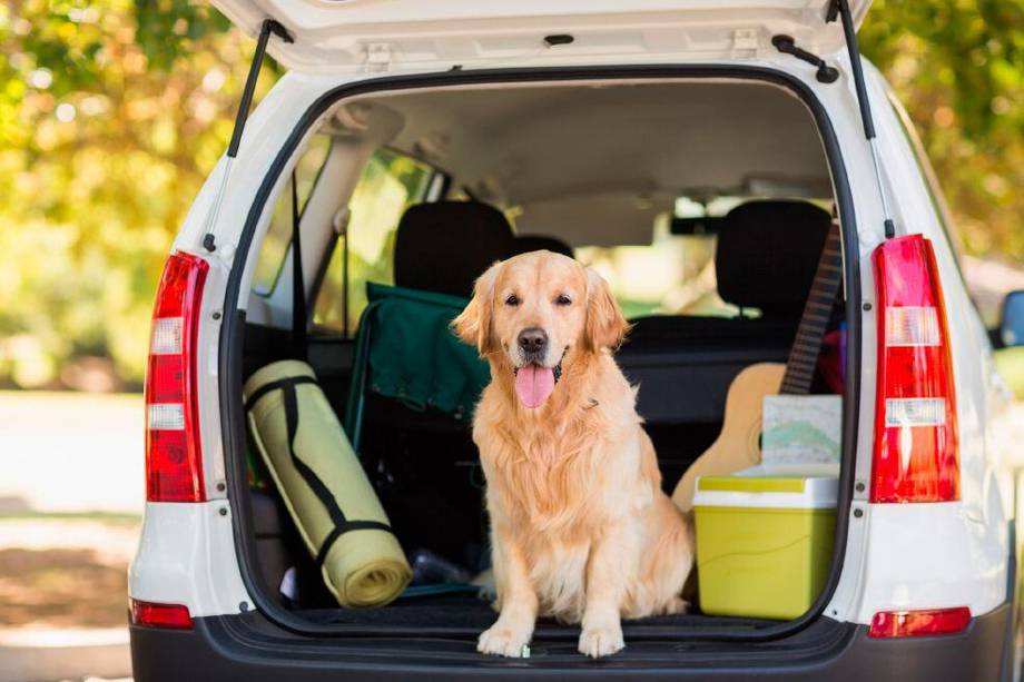 Una de las grades ventajas que tienen los viajes en auto, es que podrás llevar a tu mascota.