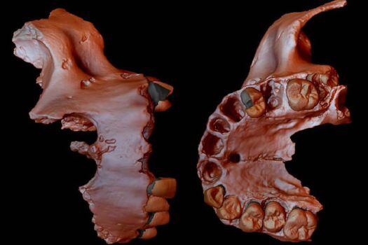 Reconstrucción digital del molar examinado por el grupo de científicos.  / Agencia Sinc - Laura Martín-Francés