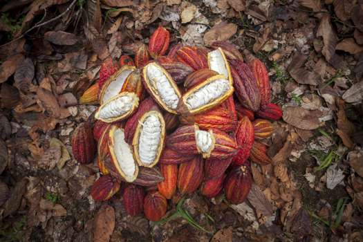 Cultivo de cacao en Putumayo. Icco, Colombia.