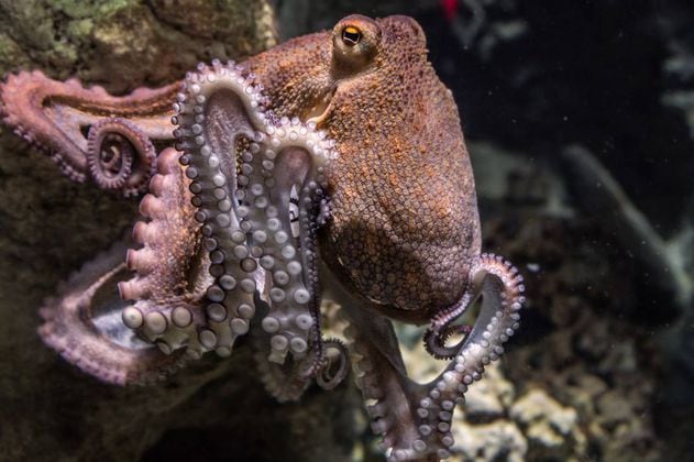 ¿Los pulpos, calamares y cangrejos sienten emociones? La ciencia indica que sí