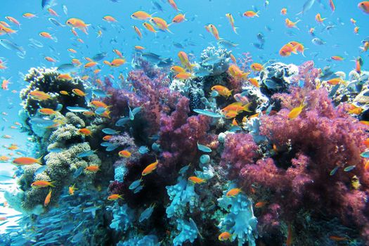 El blanqueamiento de los corales, provocado por el incremento de la temperatura del mar, es la principal amenaza de los corales.
