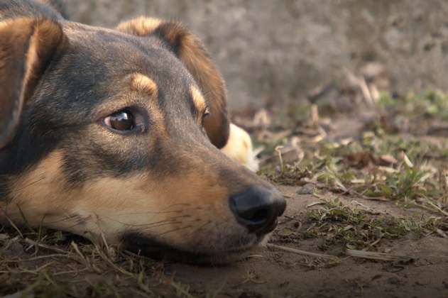Las mascotas abandonadas que intentan escapar de la guerra en Ucrania