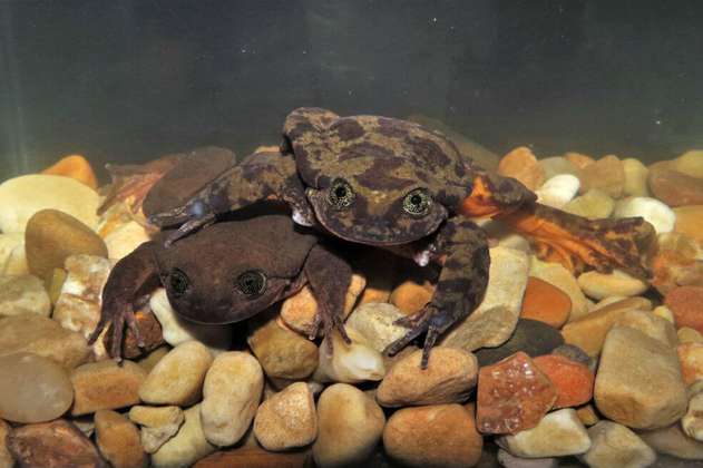 Las ranas Romeo y Julieta tienen su primera cita para salvar a su especie