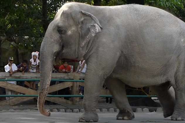Muere la elefante “más triste del mundo” en el Zoológico de Manila