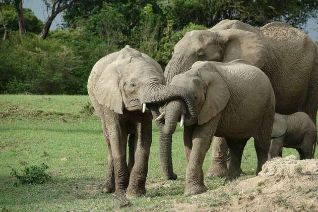 La positiva del coronavirus: Liberan a 78 elefantes por falta de turistas en Tailandia