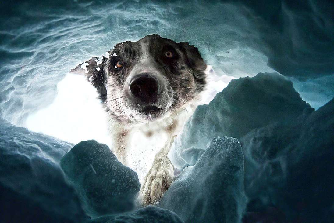 La fotógrafa Dalia Fichan fue la ganadora del primer puesto en esta categoría con una foto que muestra a uno de los perros de rescate de avalanchas en Melchsee-Frutt, Suiza, "rescatándola" cuando ella se oculta debajo de una cueva de hielo para capturar el momento.
