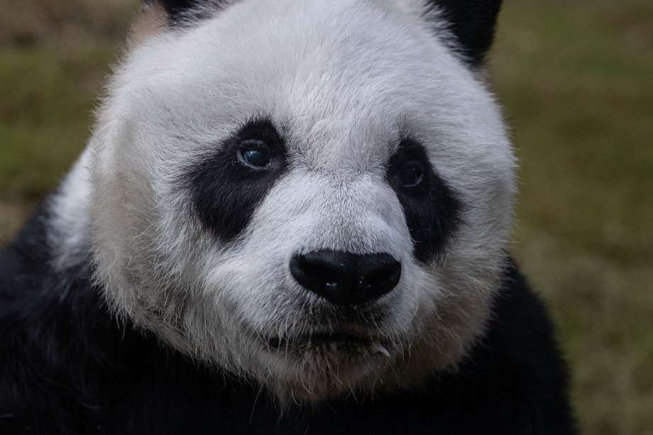 Ocean Park anunció con tristeza que An An, el panda gigante macho más antiguo del mundo bajo cuidado humano, falleció el 21 de julio de 2022 a la edad de 35 años. Después de consultar con el Centro de Investigación y Conservación del Panda Gigante de China, veterinarios de Ocean Park y Agriculture y el Departamento de Pesca y Conservación, permitieron practicarle al animal la eutanasia. EFE/EPA/JEROME FAVRE
