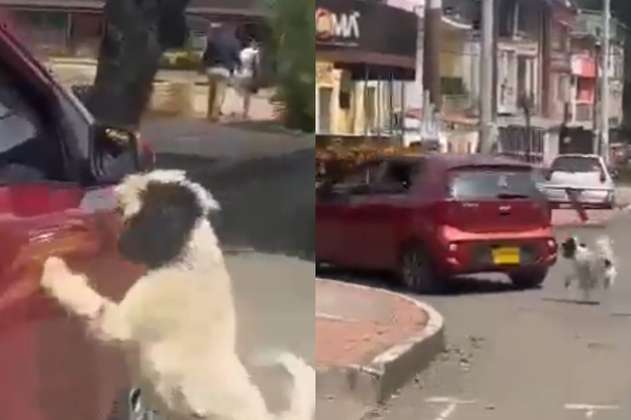 Policía desmiente presunto abandono de perro en Ibagué: ¿qué sucedió realmente?
