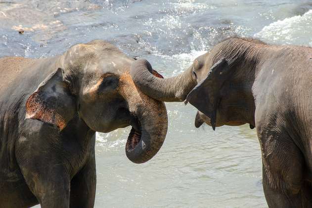 Así se comportan los elefantes asiáticos con sus parientes muertos